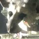 Nuevo trailer para The Last Guardian.